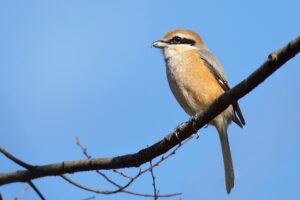 庭に来る鳥の正体はモズ?はやにえ・鳴き声・見分け方と生態を徹底解説