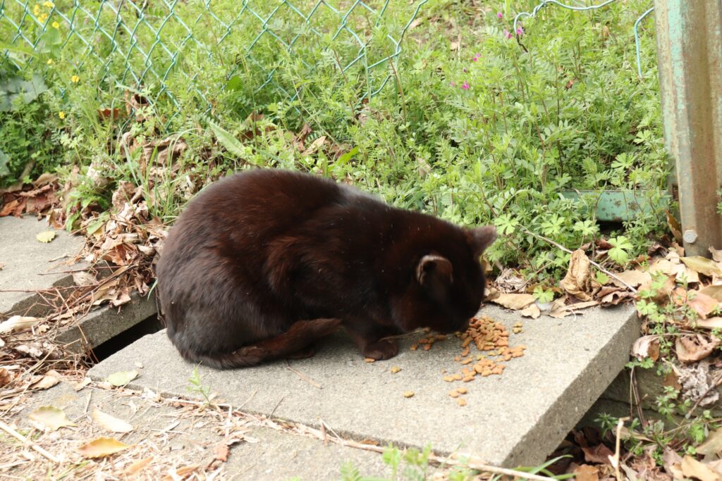 野良猫が庭に住み着く前の予防策