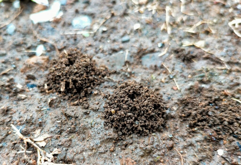 庭の蟻は駆除すべき?判断基準を解説