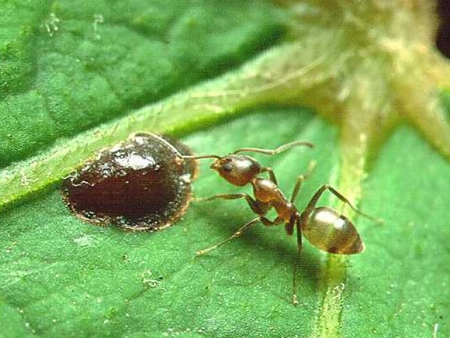 特定外来生物「アルゼンチンアリ」に要注意