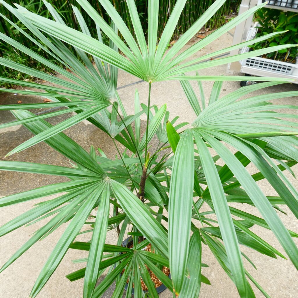 鉢植えならデメリットを回避しやすい