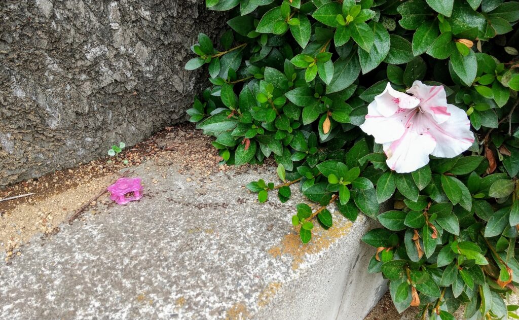 めちゃくちゃ小さい蟻の正体とその名前