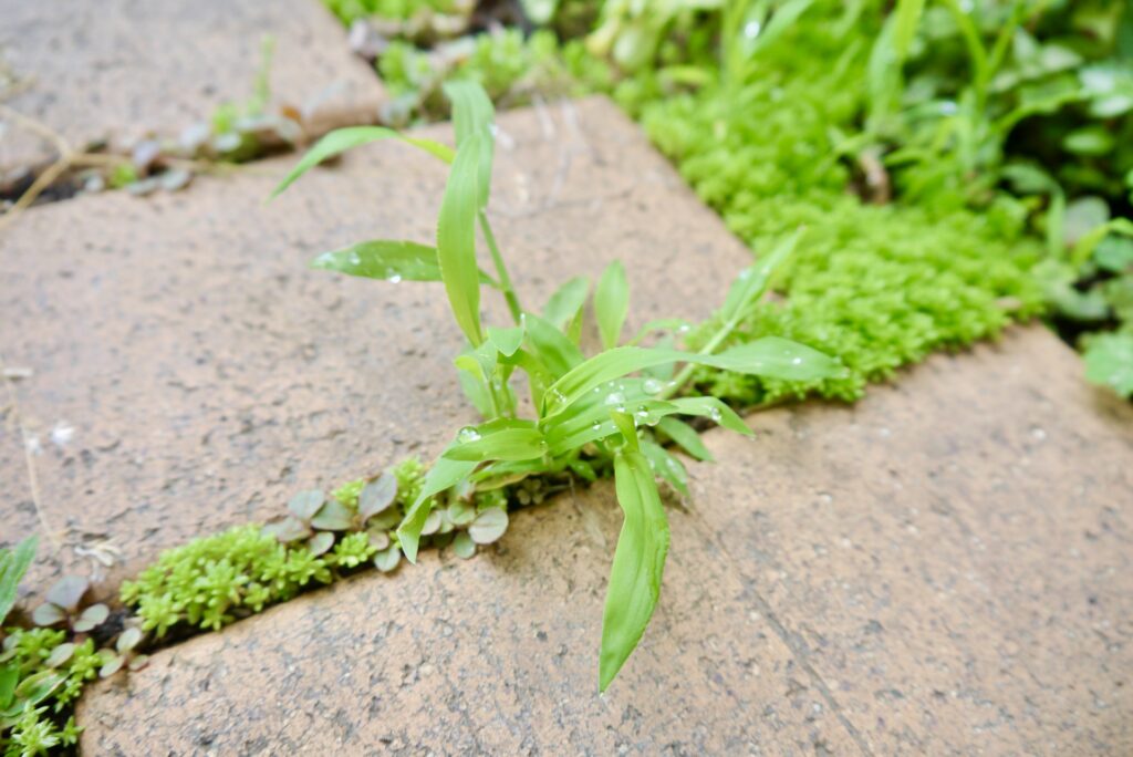レンガの隙間から雑草が生えてしまう原因とは？