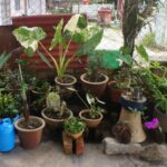 庭の植木鉢が見苦しい？置き方を考えておしゃれに見せるコツを解説！