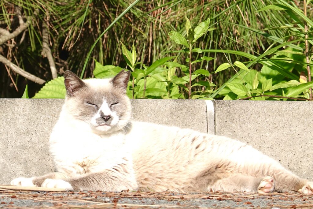 野良猫が住み着いた場合の対処法