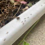 庭に小さい蟻が大量発生する原因は？自分でできる駆除・予防の全て