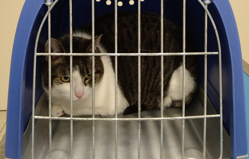 住み着いた猫。保健所に相談できる?