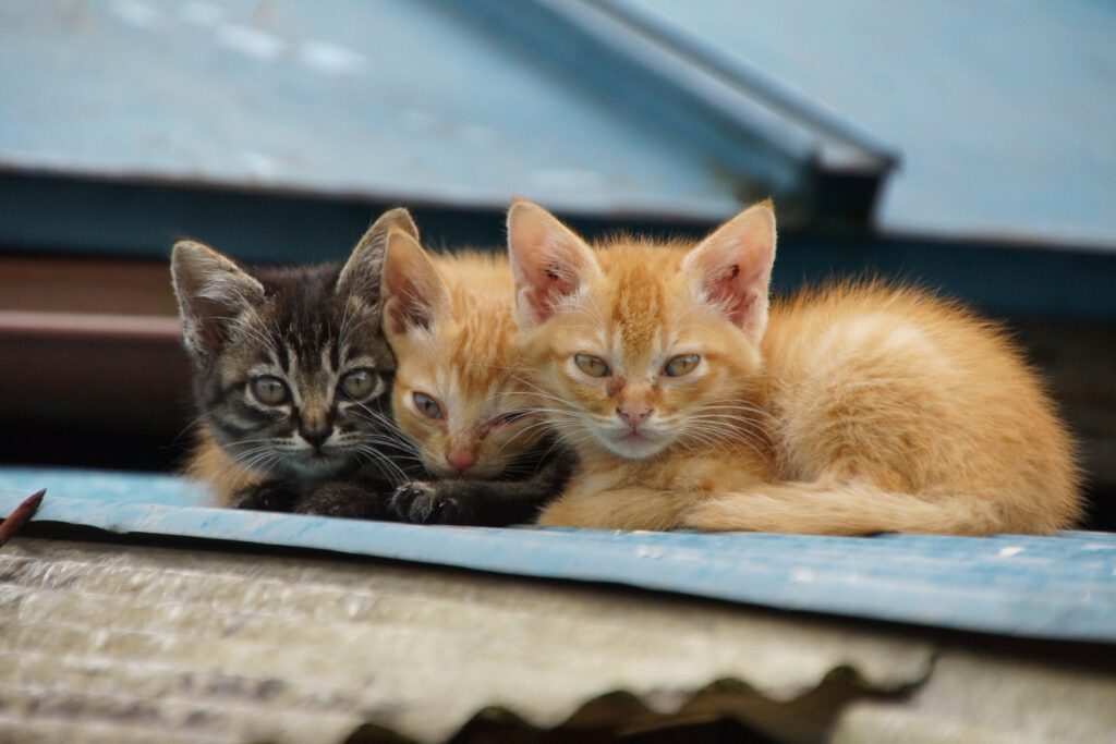 住み着いた猫を追い出す際の注意点