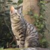 野良猫が庭に住み着くお悩みを解決！理由と正しい対策・予防策ガイド