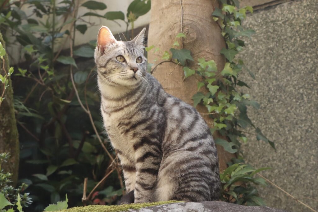 野良猫が庭に住み着くお悩みを解決!理由と正しい対策・予防策ガイド