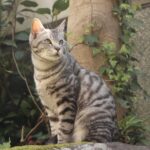 野良猫が庭に住み着くお悩みを解決！理由と正しい対策・予防策ガイド