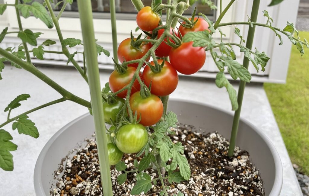 D. 【重要】修復の安全性：食用植物（ハーブ等）を植える場合の注意点