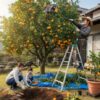 みかんの木を庭に植えてはいけないのは本当なの？5つの理由と対策