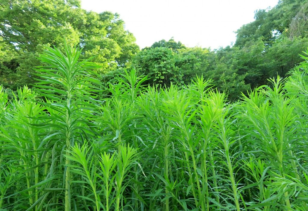 オオアレチノギク