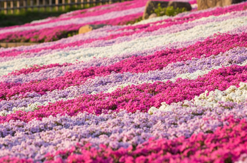 クラピアとシバザクラの比較