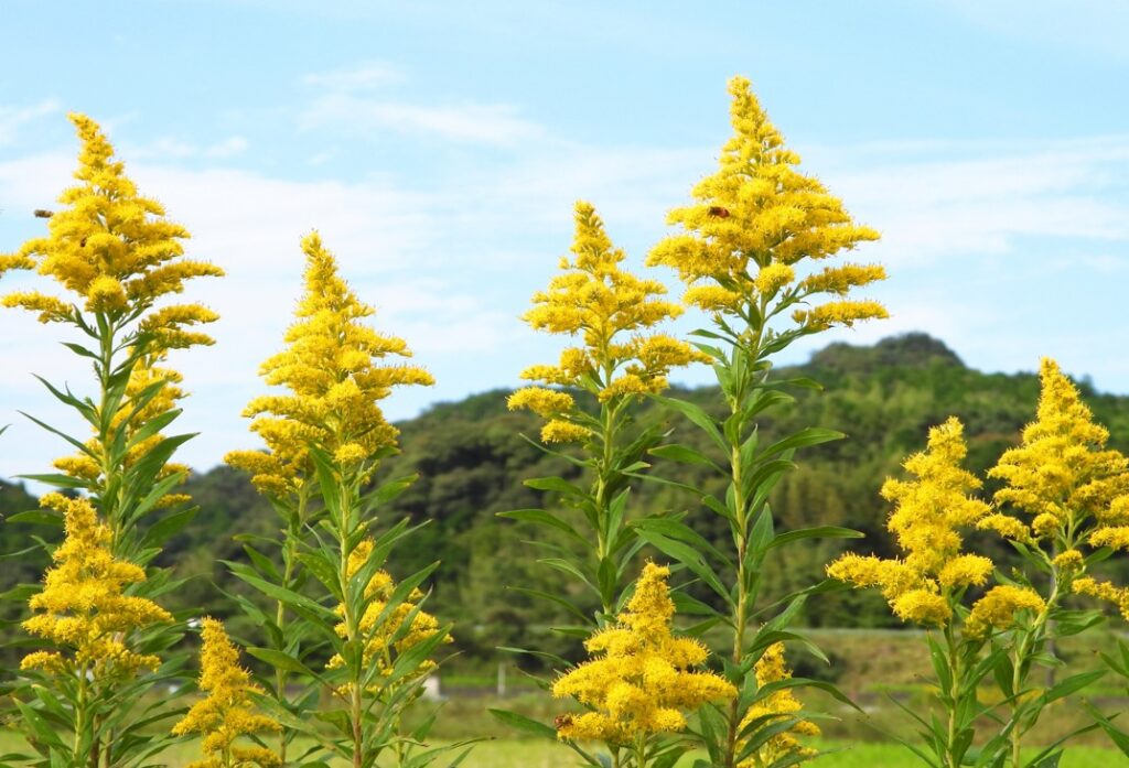 セイタカアワダチソウ