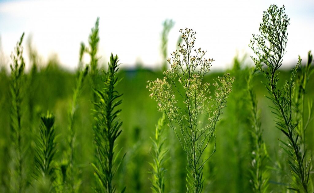 ヒメムカシヨモギ