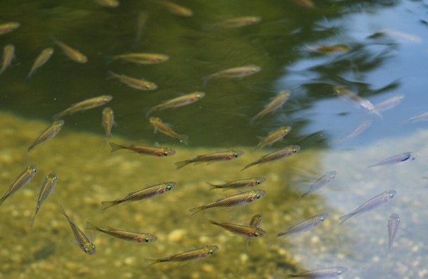 害虫（蚊・ボウフラ）対策