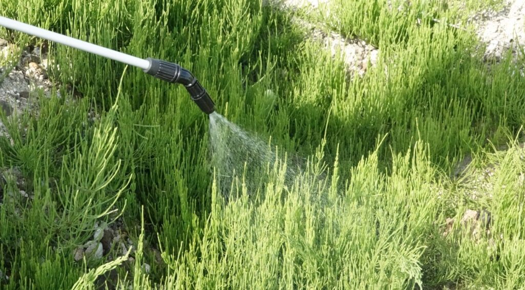 木を枯らさない除草剤おすすめ！庭木の根元や果樹に使える選び方