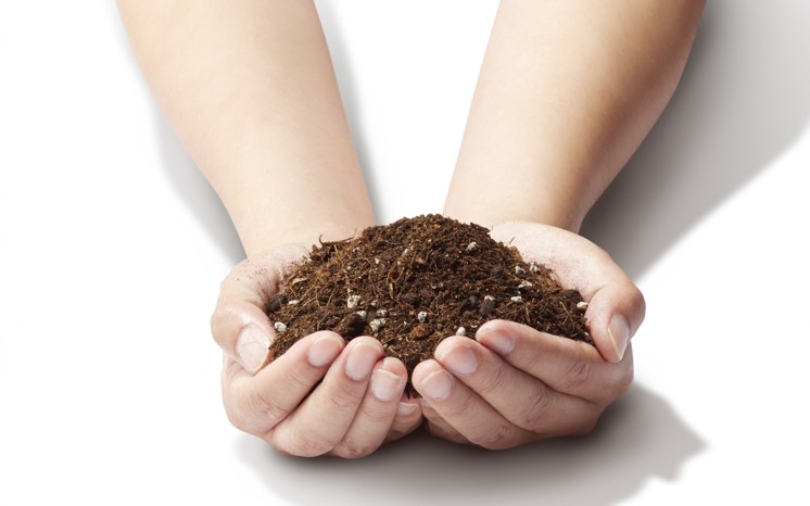 栽培に適した土とおすすめ品種