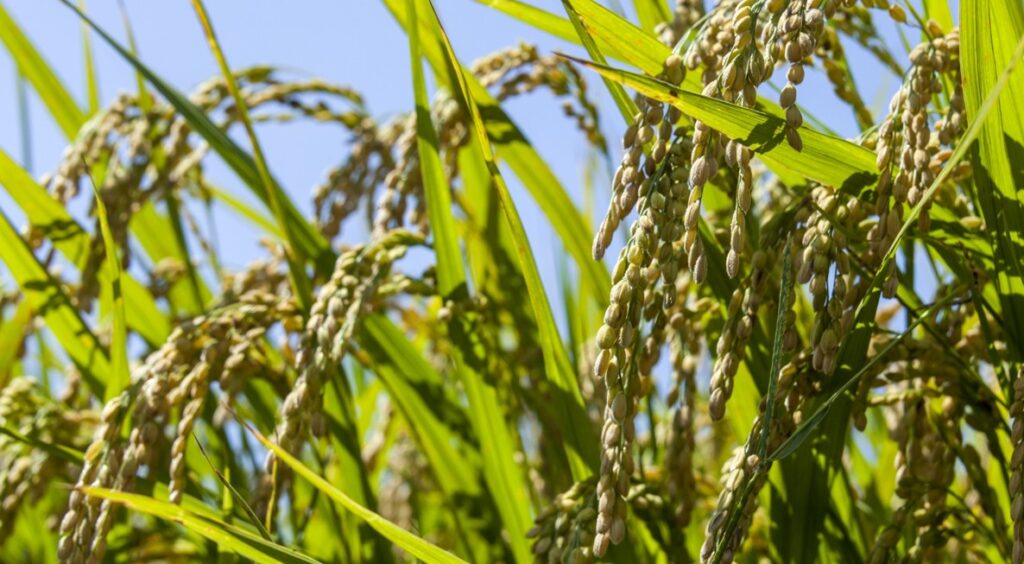 栽培時期と年間スケジュール