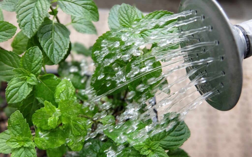 水の量は鉢底から流れるまでたっぷりと