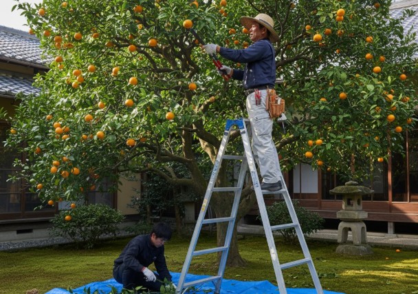 理由2：プロ並みの技術が必要な剪定