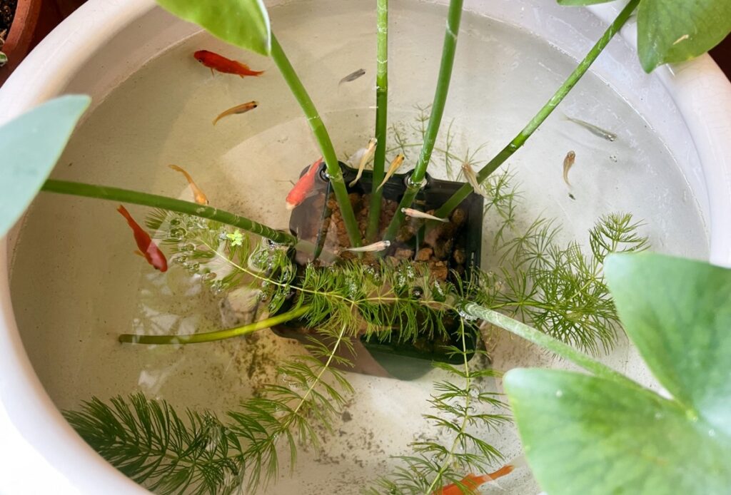 金魚やメダカが財運を高める理由