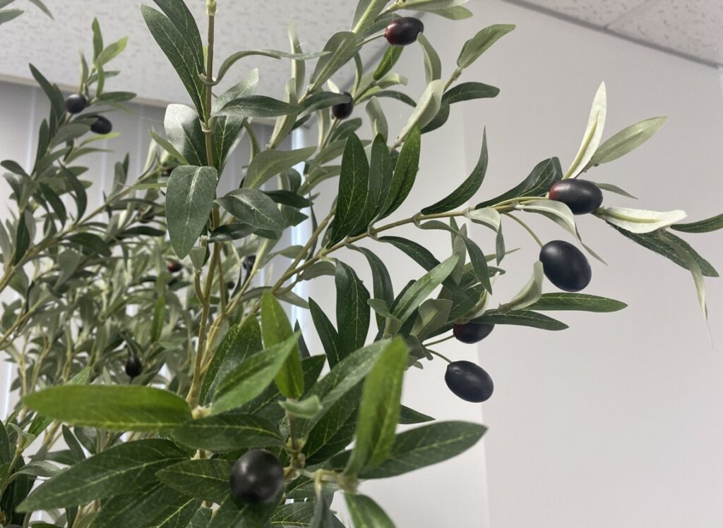 オリーブ