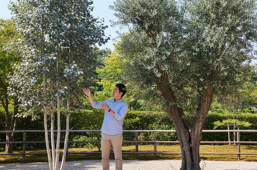 オリーブの庭木のデメリットとユーカリの比較