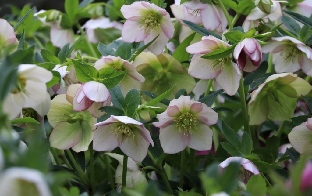 クリスマスローズ