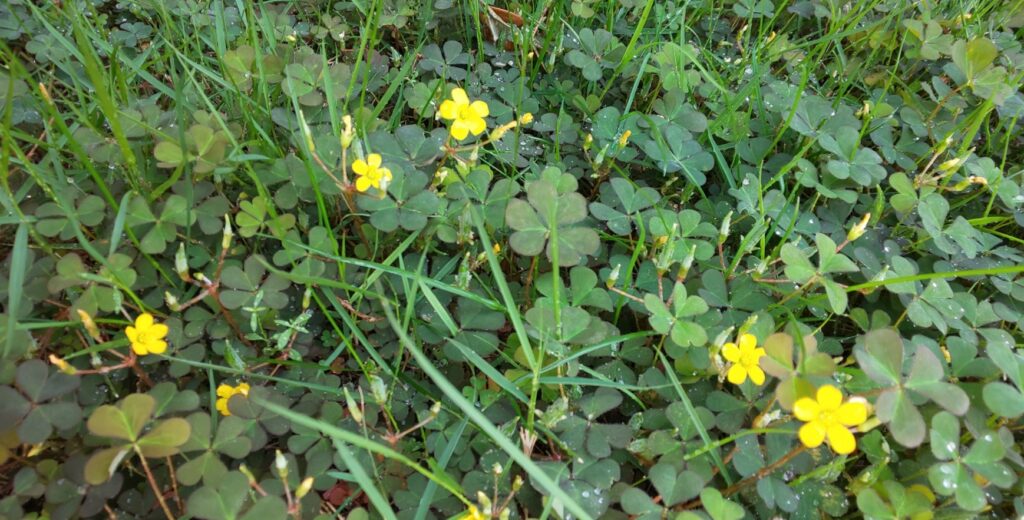 クローバーを庭に植えるデメリットとは？後悔しないための対策を解説