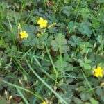 クローバーを庭に植えるデメリットとは？後悔しないための対策を解説