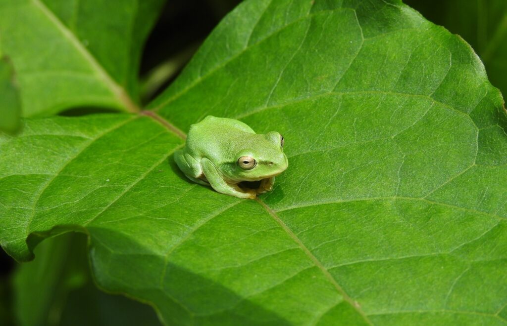 シュレーゲルアオガエル