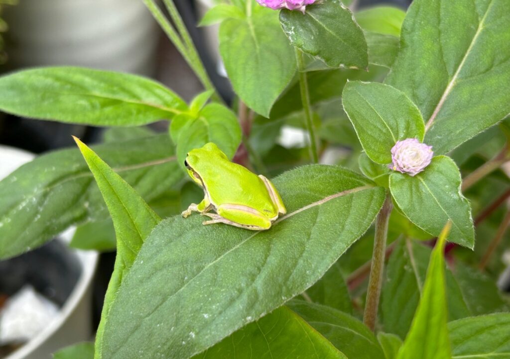 庭にカエルが現れるのはなぜ？理由や縁起、正しい対策を徹底解説