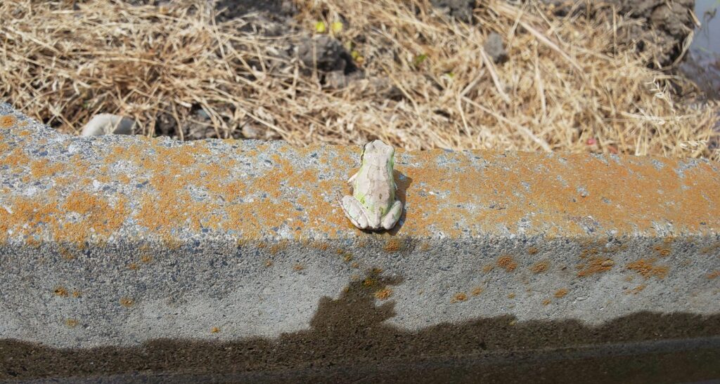 色が変わる アマガエルの変色と擬態の不思議な能力