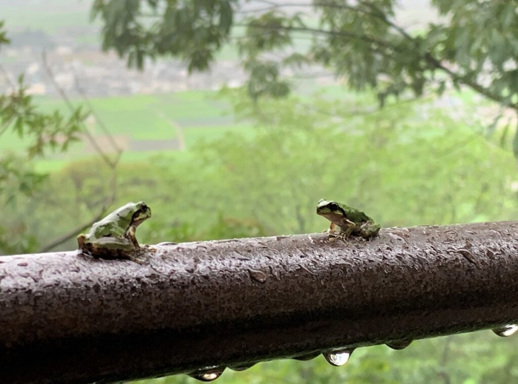 雨の日に庭でカエルが大量発生する理由と環境要因