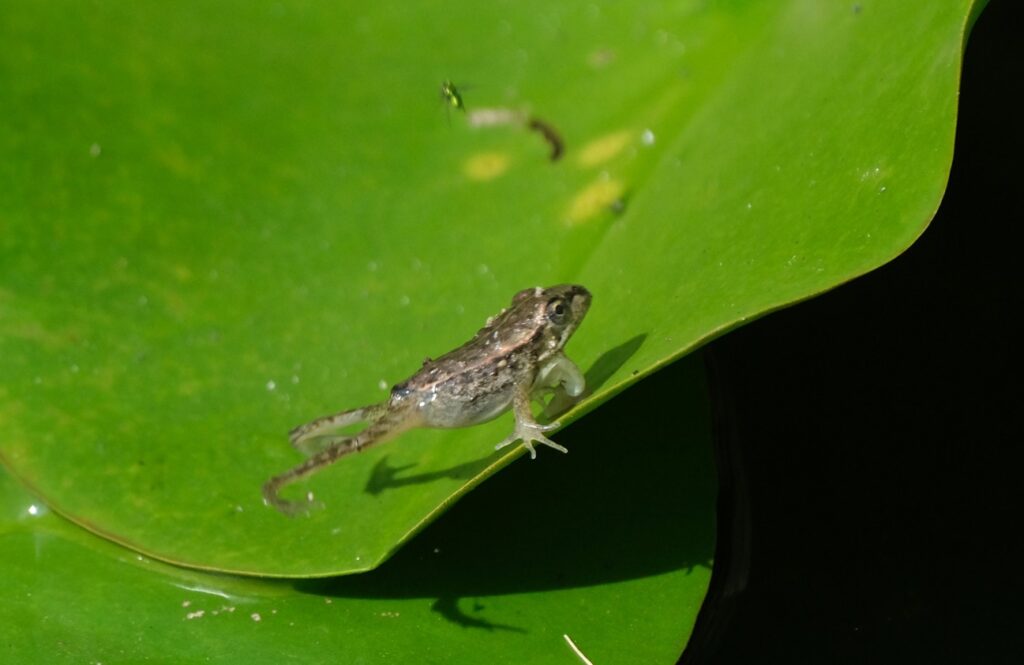 驚異の食欲が生む「生物農薬」効果