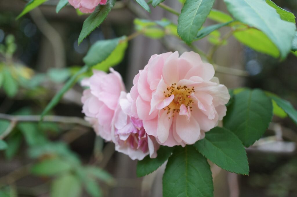 日陰の多い狭い場所でも開花する耐陰性に優れた品種3