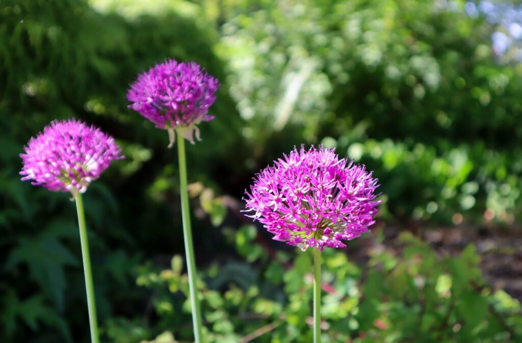 バラを保護するコンパニオンプランツの混植アイデア2