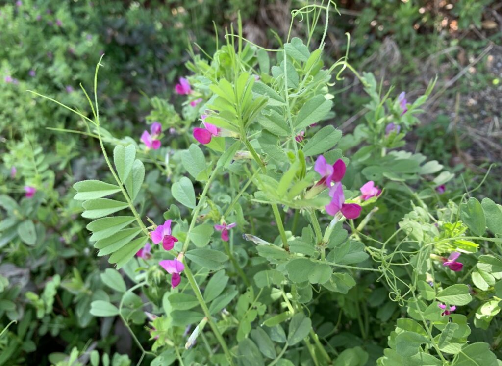 春に咲くカラスノエンドウの種類と名前