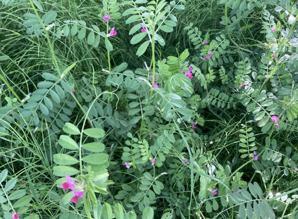 雑草のつるや紫の花に関する名前と対策まとめ