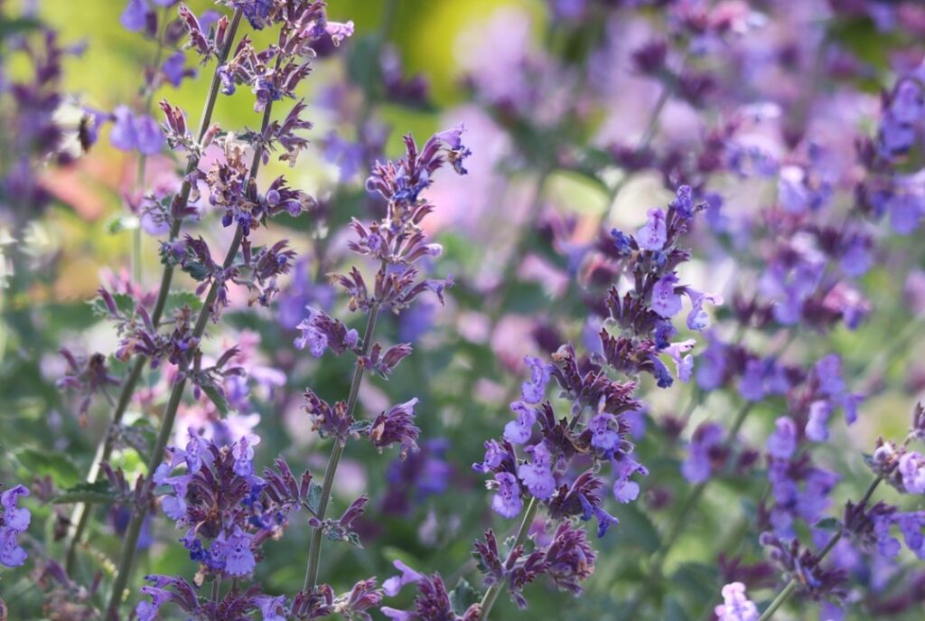 バラを保護するコンパニオンプランツの混植アイデア6