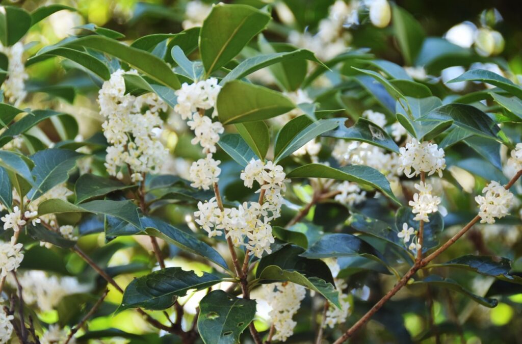 ギンモクセイなど代替樹種と比較した維持コストの壁