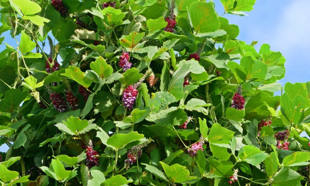 秋に目立つクズの花や紫色の実の特徴