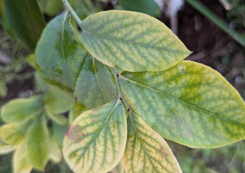 クロロシスを発症したブルーベリーの葉