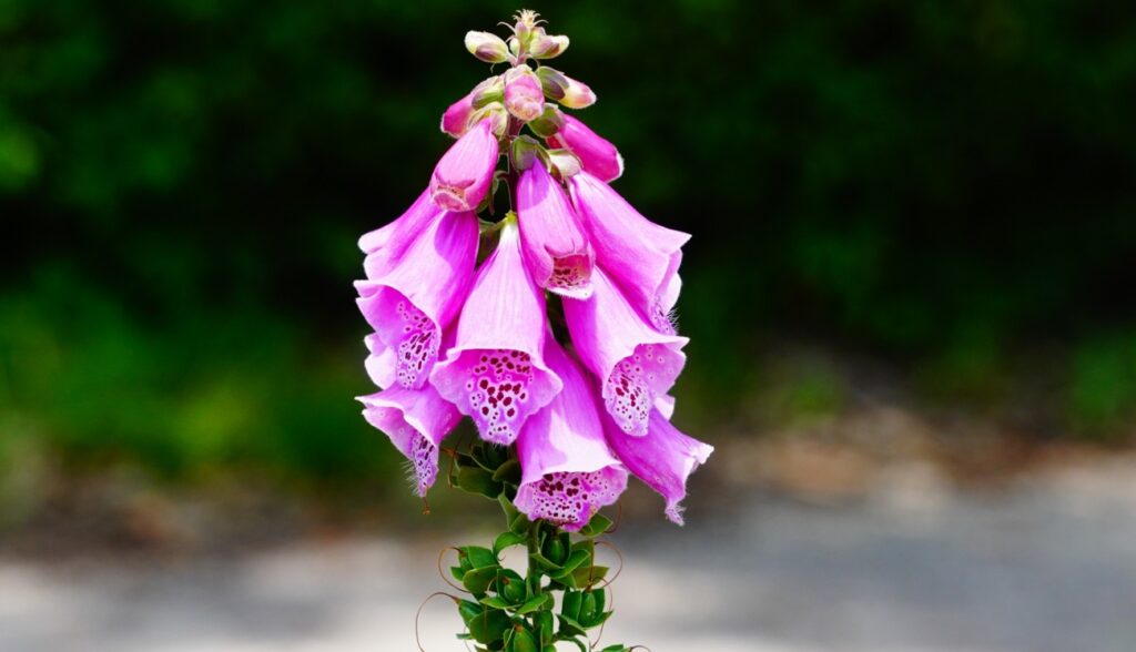 バラを保護するコンパニオンプランツの混植アイデア4