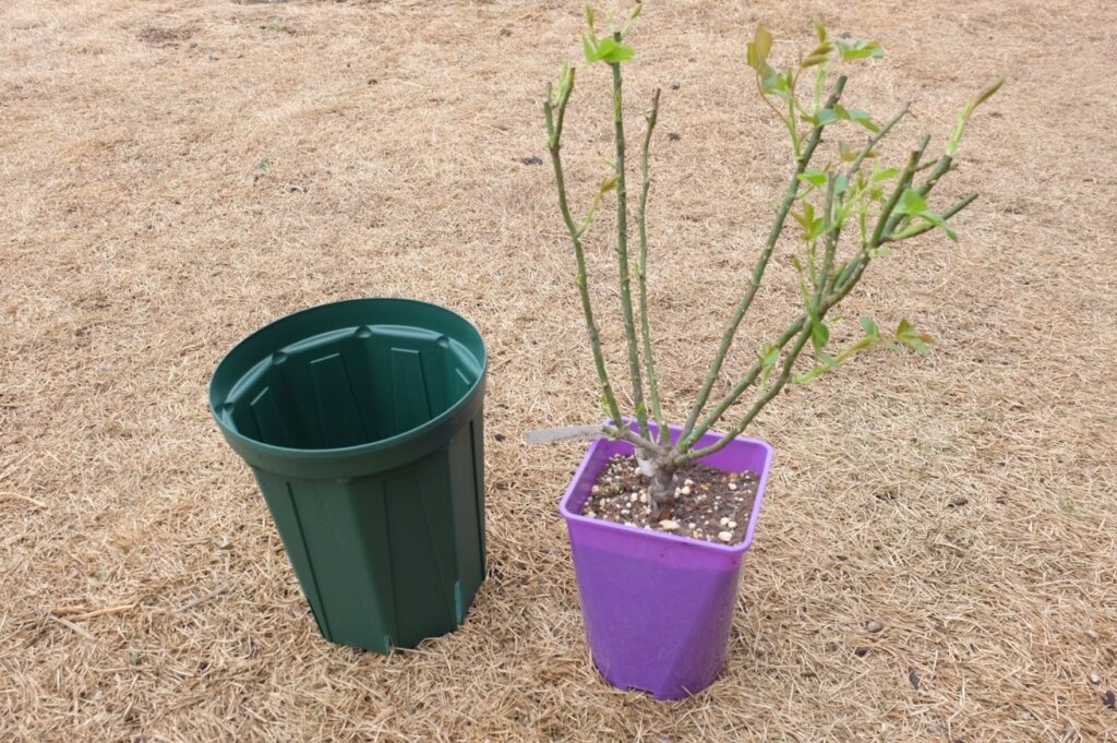 鉢植え栽培で小さい庭のバラを最適に管理する方法