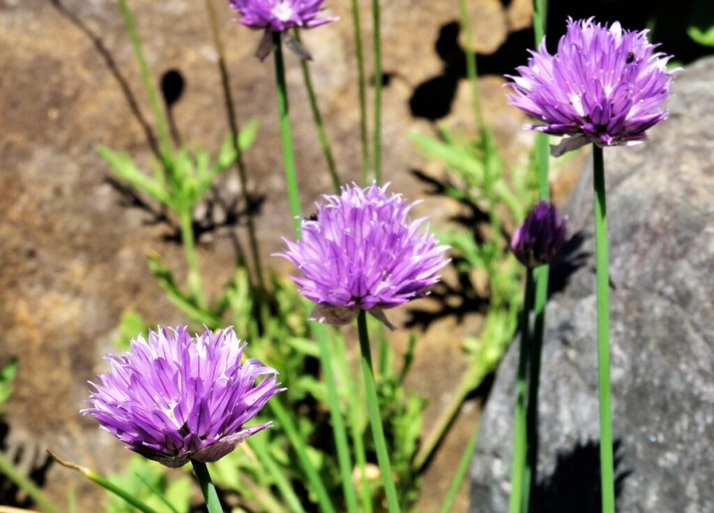 バラを保護するコンパニオンプランツの混植アイデア1
