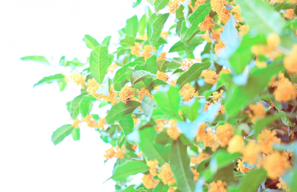 トイレの芳香剤を連想させる香りと社会的摩擦の懸念